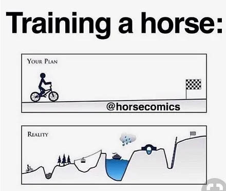 Horse Training Videos